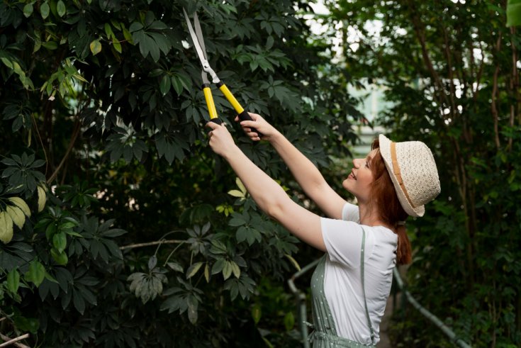 The Danger of Over-Pruning: How Incorrect Tree Trimming Quietly Suffocates Your Yard